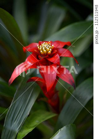 グズマニア グズマニア 112511948