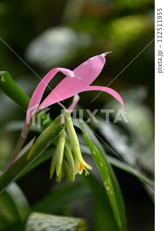 ツツアナナス ツツアナナス 112511955