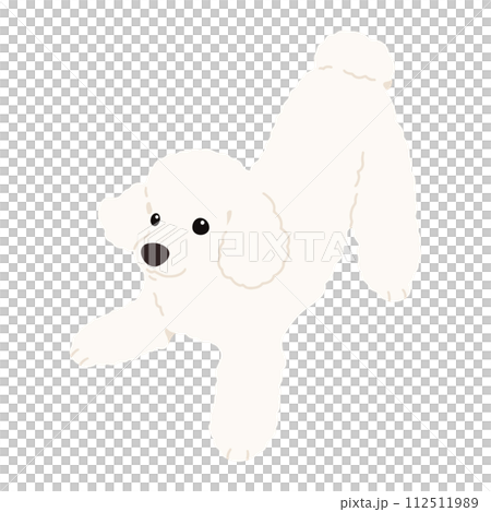 A hand-drawn illustration of a simple and cute white poodle that invites you to play.No main lines. A hand-drawn illustration of a simple and cute white poodle that invites you to play.No main lines. 112511989