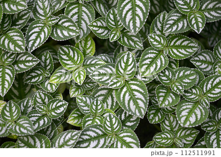 ピレア　葉模様 112511991