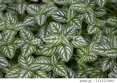 ピレア　葉模様 112511993