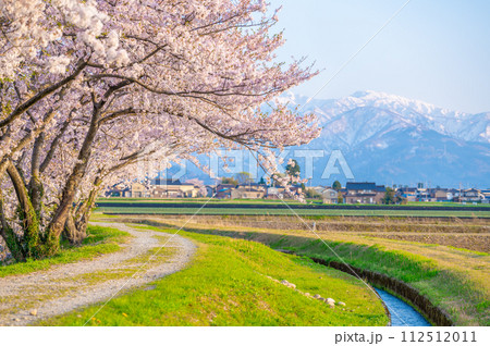 舟川べりの桜 舟川べりの桜 112512011