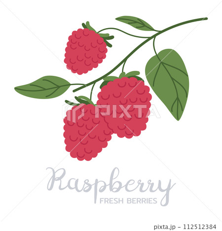 Hand drawn raspberries. Ripe fresh berries branch, forest or garden raspberry flat vector illustration. Delicious edible berries with caption 112512384
