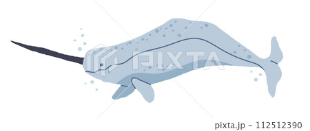 Sea narwhal. Ocean unicorn-fish, cute underwater fauna, hand drawn mammal animal flat vector illustration. Wild nature aquatic animal Sea narwhal. Ocean unicorn-fish, cute underwater fauna, hand drawn mammal animal flat vector illustration. Wild nature aquatic animal 112512390