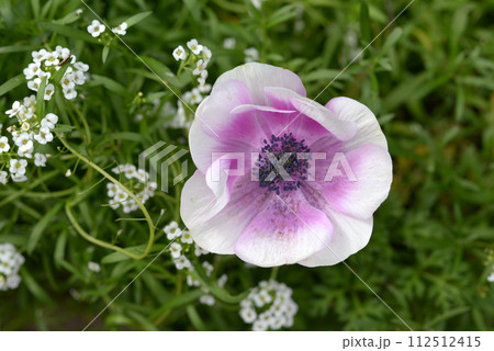 アネモネ 112512415