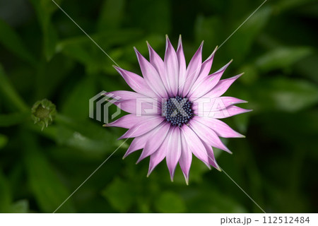 オステオスペルマム 112512484