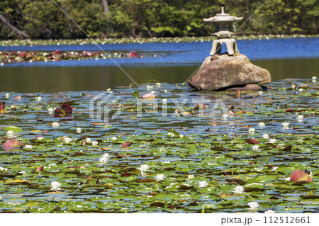 瀬戸内海国立公園野呂山山頂氷池に咲く睡蓮の花 瀬戸内海国立公園野呂山山頂氷池に咲く睡蓮の花 112512661