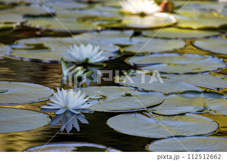 瀬戸内海国立公園野呂山山頂氷池に咲く睡蓮の花 瀬戸内海国立公園野呂山山頂氷池に咲く睡蓮の花 112512662
