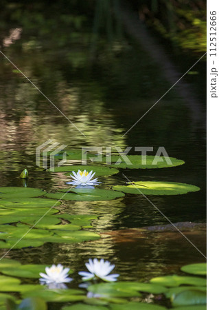 瀬戸内海国立公園野呂山山頂氷池に咲く睡蓮の花 112512666