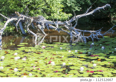 瀬戸内海国立公園野呂山山頂氷池に咲く睡蓮の花 112512667