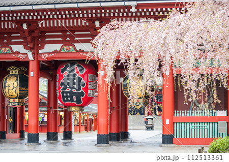 「東京都」浅草寺の枝垂れ桜と宝蔵門 春の浅草寺 「東京都」浅草寺の枝垂れ桜と宝蔵門 春の浅草寺 112513361