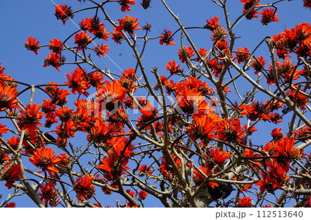 デイゴの花 咲き乱れる 112513640
