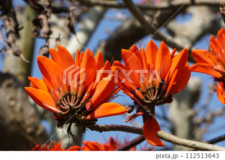 サクラ咲くでなくデイゴ咲く 112513643