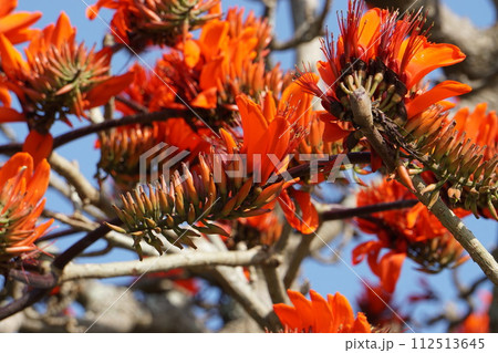 入学、卒業式といえば、デイゴ 112513645