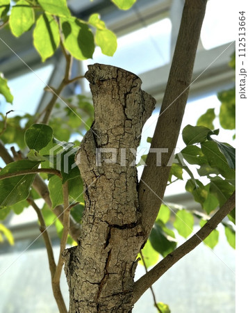 インドシタンの木 花梨、花林、花櫚 Pterocarpus indicus 112513664