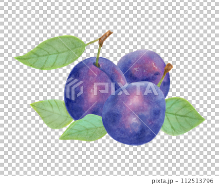 Composition of whole plums with leaves. Fresh fruits. Illustration with watercolor and marker. Botanical sketch for healthy eating. Vegetarianism.Harvest, production.Isolated handmade art. Composition of whole plums with leaves. Fresh fruits. Illustration with watercolor and marker. Botanical sketch for healthy eating. Vegetarianism.Harvest, production.Isolated handmade art. 112513796