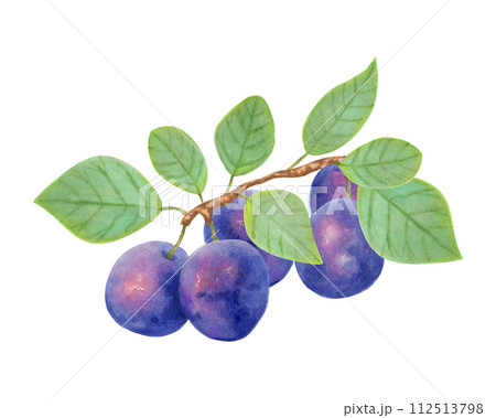 Plum fruit. Realistic branch with whole fruits and leaves. Illustration with watercolors and markers. Hand drawn isolated art.Botanical plant painting for food or cosmetics packaging design.Cookbook. Plum fruit. Realistic branch with whole fruits and leaves. Illustration with watercolors and markers. Hand drawn isolated art.Botanical plant painting for food or cosmetics packaging design.Cookbook. 112513798