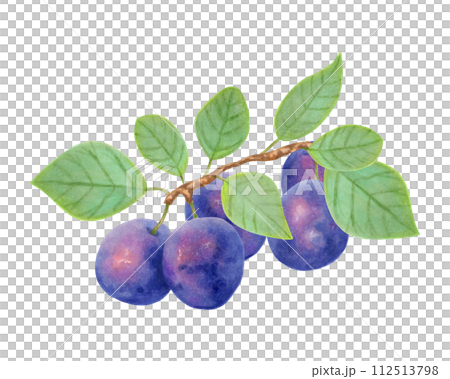 Plum fruit. Realistic branch with whole fruits and leaves. Illustration with watercolors and markers. Hand drawn isolated art.Botanical plant painting for food or cosmetics packaging design.Cookbook. Plum fruit. Realistic branch with whole fruits and leaves. Illustration with watercolors and markers. Hand drawn isolated art.Botanical plant painting for food or cosmetics packaging design.Cookbook. 112513798