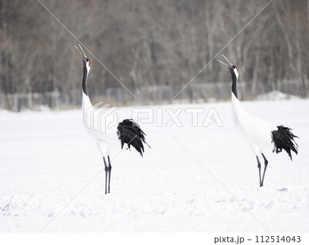 タンチョウの番いの鳴き交し 112514043