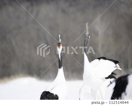 タンチョウの番いの鳴き交し 112514044