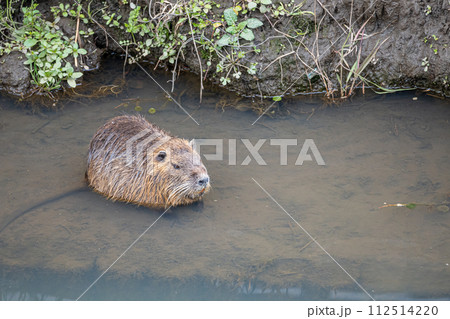 用水路の中のヌートリア 用水路の中のヌートリア 112514220