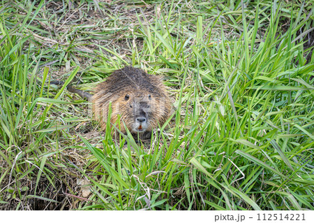 ヌートリア 112514221