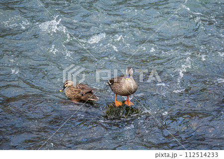 宇治川の鴨　カルガモ 112514233