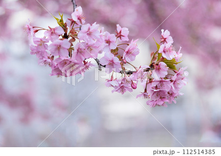 初春の陽光を受けてピンクに輝く河津桜 初春の陽光を受けてピンクに輝く河津桜 112514385