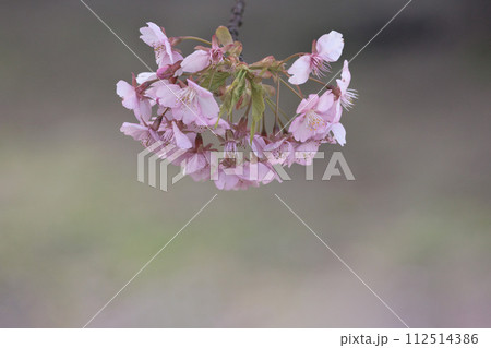 初春の陽光を受けてピンクに輝く河津桜 112514386