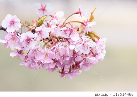 初春の陽光を受けてピンクに輝く河津桜 112514469