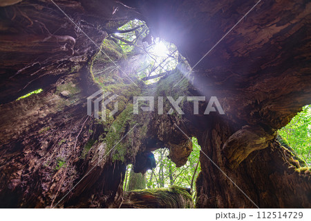 屋久杉二代くぐり杉 屋久島白谷雲水峡(8月) 屋久杉二代くぐり杉 屋久島白谷雲水峡(8月) 112514729