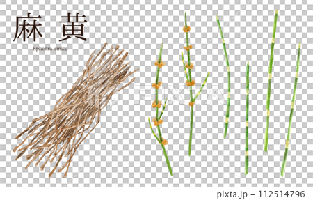 麻黃（麻黃）中草本水彩插圖 112514796