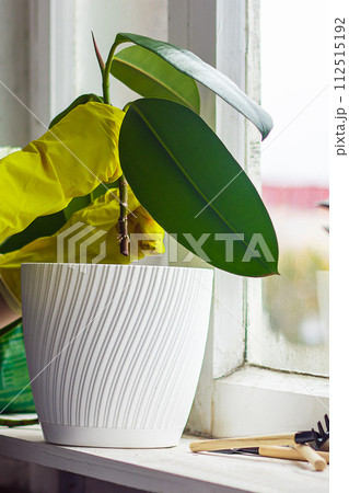 Woman in yellow rubber gloves is gardening. 112515192