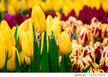 Growing tulips. Fresh flowers in the farm field. Growing tulips. Fresh flowers in the farm field. 112515225