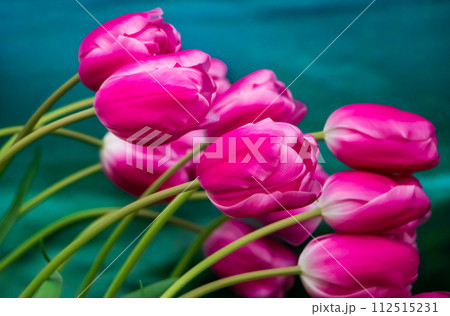 Happy springtime. Tulip festival in city garden. Colorful flowers. Happy springtime. Tulip festival in city garden. Colorful flowers. 112515231