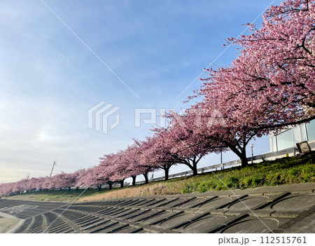 朝日（夕日）に照らされる堤防沿いの河津桜並木 112515761