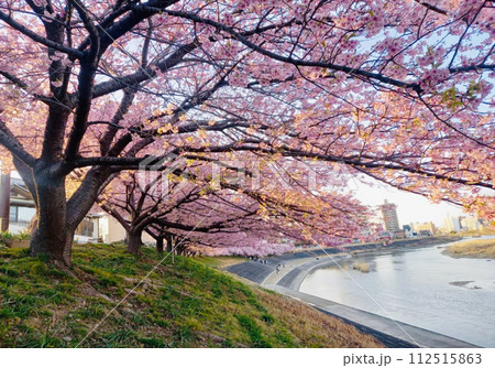 朝日（夕日）に照らされる堤防沿いの河津桜並木 112515863