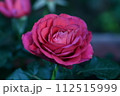バラ 112515999