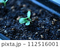 ふたば 112516001