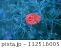 おれんじのはな 112516005