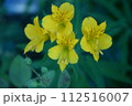 きいろいはな 112516007