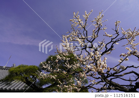 咲き始めた梅の花 咲き始めた梅の花 112516151