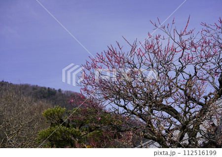 紅梅と二上山雄岳遠望　 112516199