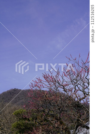 紅梅と二上山雄岳遠望 紅梅と二上山雄岳遠望 112516205