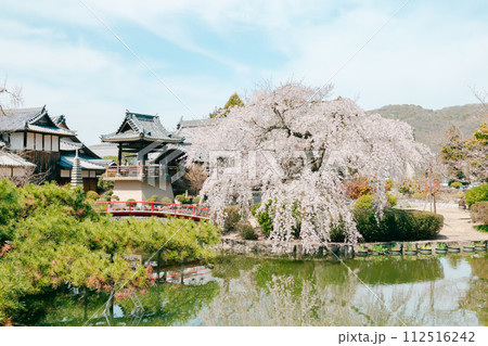 池の辺りに咲く枝垂れ桜 112516242