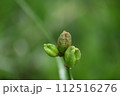 なんていう植物 112516276