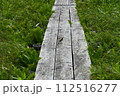 木の道に留まっている小鳥 112516277