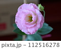 トルコ桔梗 112516278