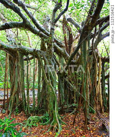 屋久島 志戸子ガジュマル園 屋久島 志戸子ガジュマル園 112516421