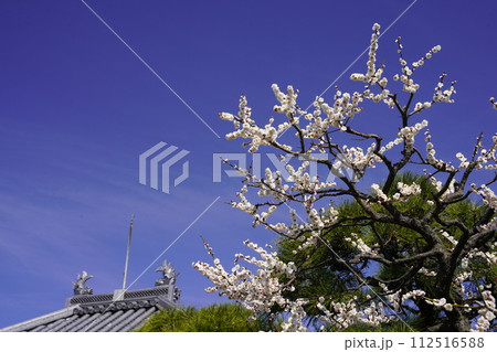 咲き始めた梅の花 咲き始めた梅の花 112516588